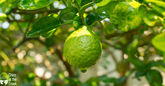 Berberine vs. Bergamot: Which is Better for Balancing Cholesterol?